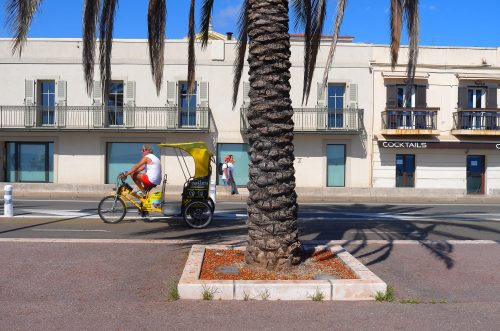 Palmier, Nice